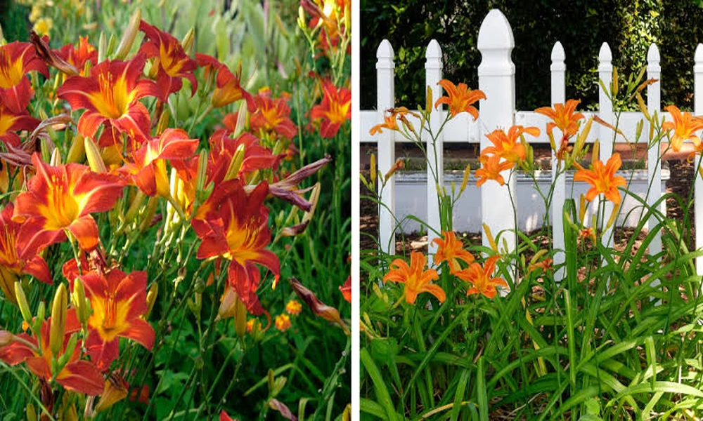 Top 5 Transition Zones Where Daylily Plants for Sale Earn Their Place