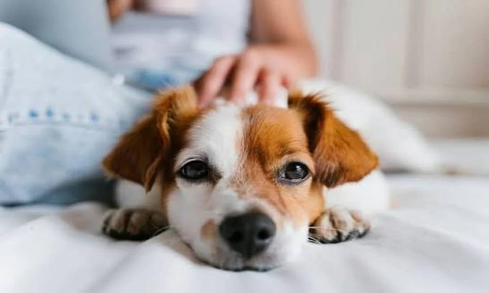 7 Reasons Your Pet May Be Rubbing Their Face
