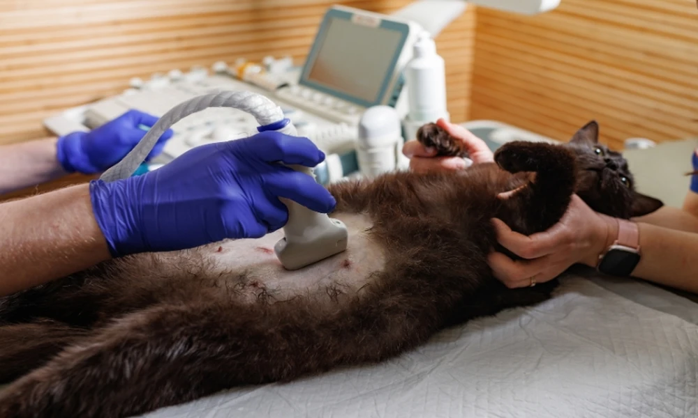 How Diagnostic Testing Supports Accurate Veterinary Care