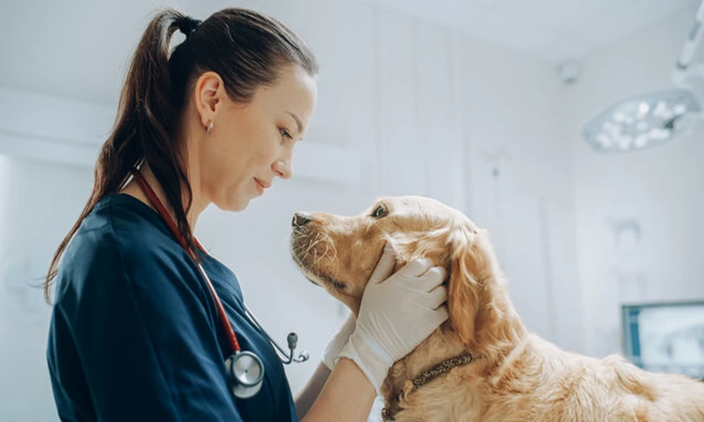 Why Feeding Position Can Be Part Of A Veterinary Treatment Plan For Pets